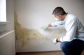 Trusted King City, CA Mold Removal Services Experts